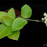 Hoya subquintuplinervis (rooted plants)